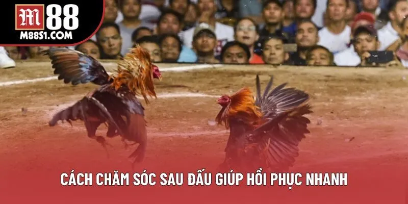 Cách chăm sóc sau đấu giúp hồi phục nhanh