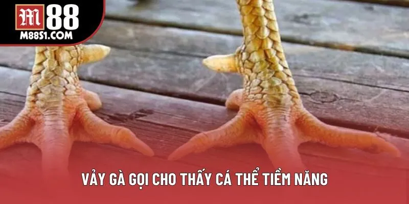 Vảy gà gọi cho thấy cá thể tiềm năng