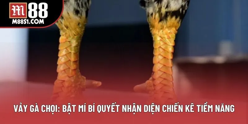 Vảy Gà Chọi: Kỹ Thuật Đánh Giá Chuẩn Từ Chuyên Gia